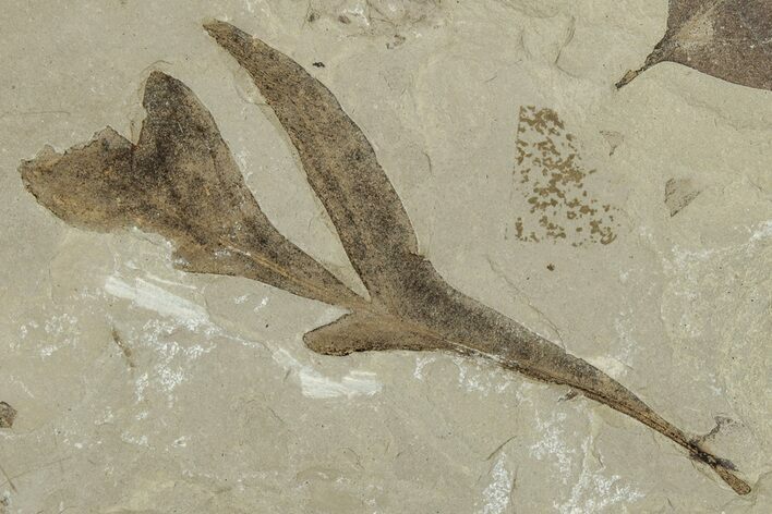 Eocene Fossil Balloon Vine (Cardiospermum) Leaf - Utah #331910